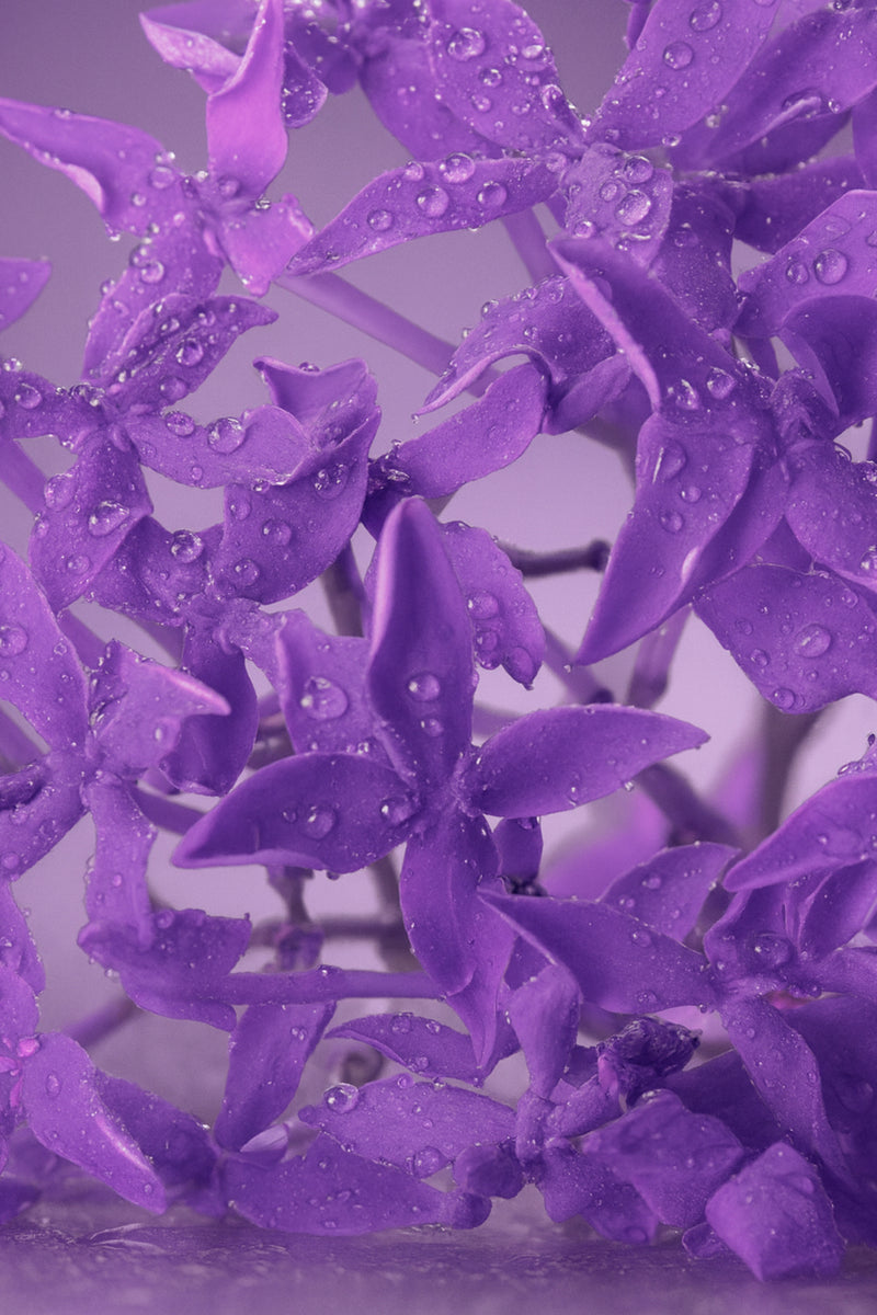 Close-up of purple flowers with water droplets on a blurred background